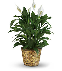 Simply Elegant Spathiphyllum - Large Flower Power, Florist Davenport FL